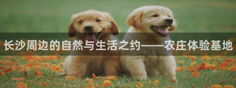 琳琅娱乐八卦