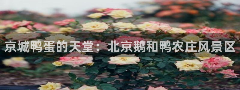 琳琅娱乐工作室地址