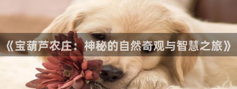 琳琅科技娱乐机器人下载