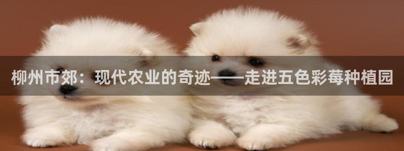 琳琅娱乐工作室招聘