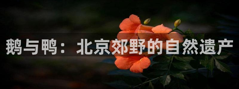 琳琅娱乐平台怎么样啊