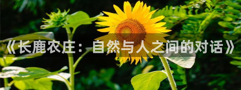 琳琅娱乐放心33300