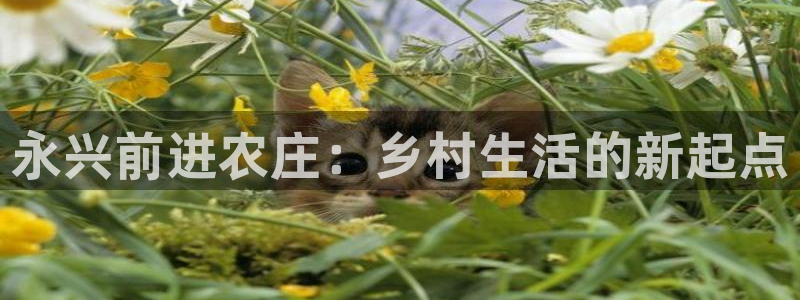 琳琅娱乐注册资金多少