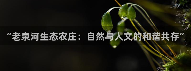 琳琅娱乐机器人